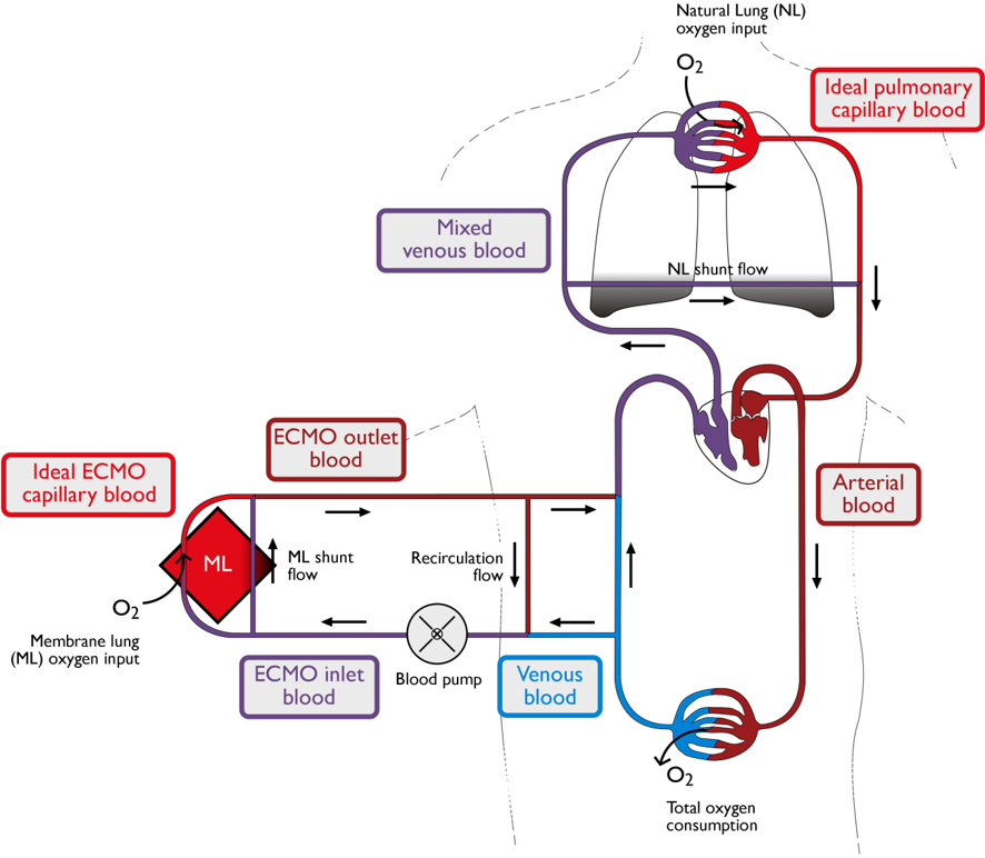Main simulator picture. Natural lung and Membrane lung are shown 